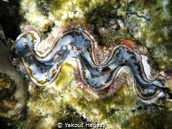 GAINT CLAM by Yakout Hegazy 